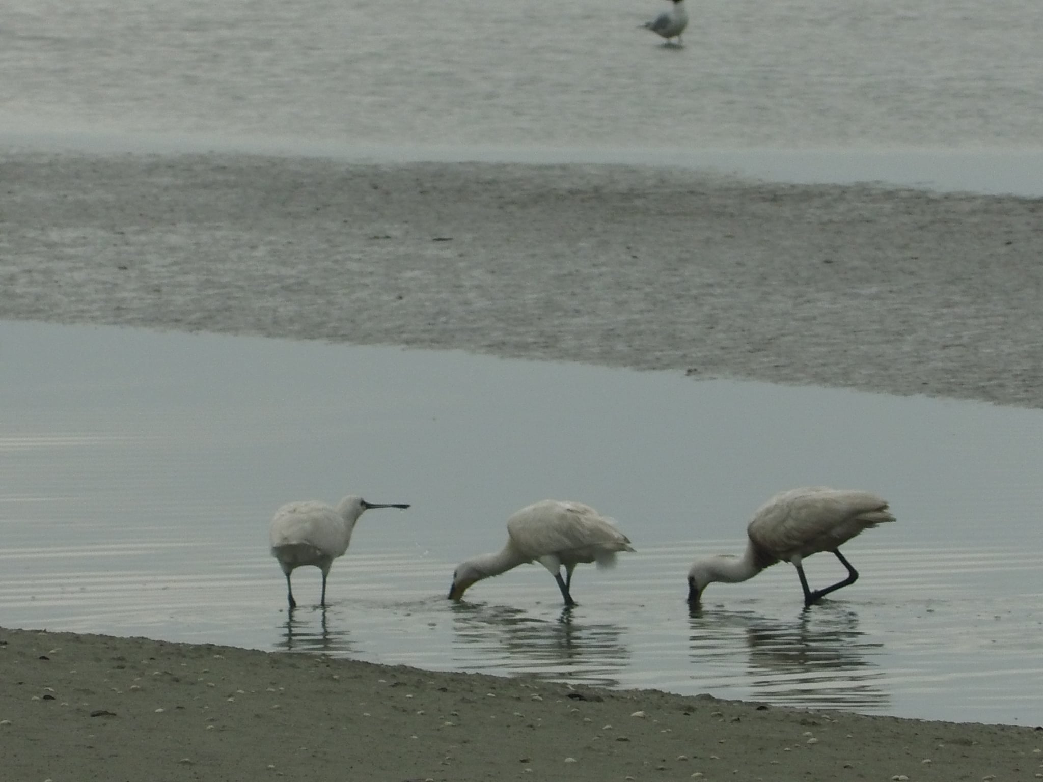 Les oiseaux au cœur de la Baie, sa faune et sa flore